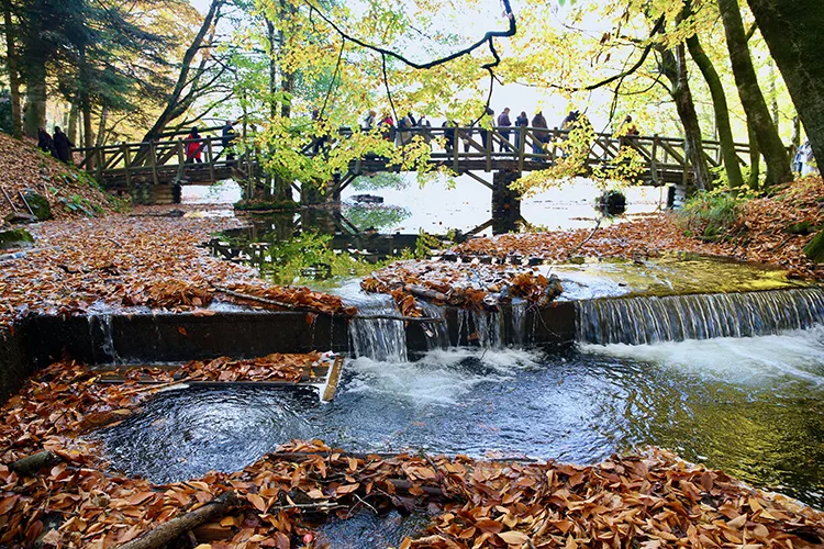 Sonbahar renklerine bürünen “orman denizi” Yedigöller’de ziyaretçi yoğunluğu