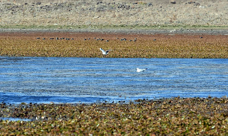 Kars’ta göçmen kuşların konakladığı Asboğa Gölü’nde su 60 metre çekildi
