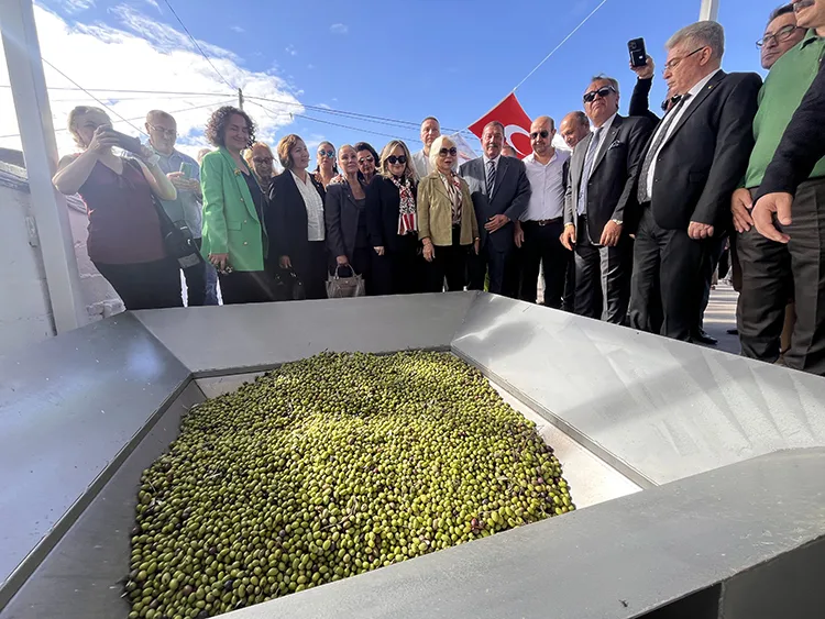 11. Uluslararası Milas Zeytin Hasat Şenliği kapsamında Antik Kent’te zeytin hasadı yapıldı