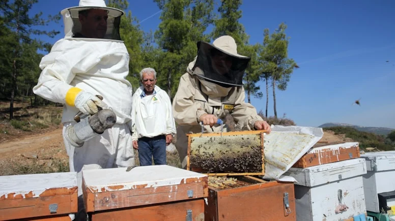 Muğla’da çam balı rekoltesi son 5 yılın zirvesinde