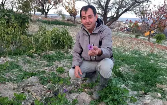 Demirci’de İlk Safran Yetiştirildi