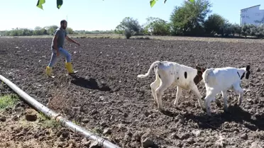 Davut Budamlı’nın Süt Çiftliği Hayali Gerçekleşti