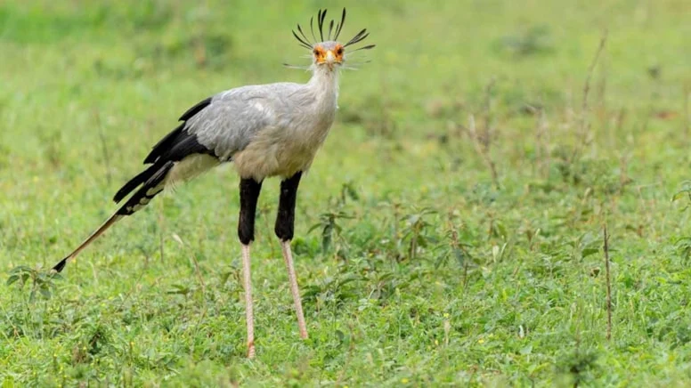 Bu kuş görünüşü çok zarif ama; kobrayla besleniyor, avını tek tekmeyle öldürüyor