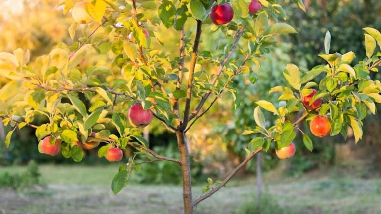 Kritik eşik yaklaşıyor: Bahçenizi korumak için sadece 3 gününüz var!