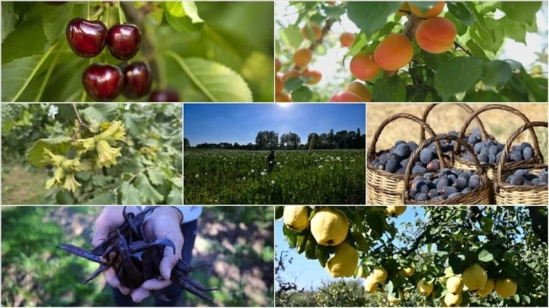 Türkiye İtalya ve Çin’i büyük farkla geride bıraktı: 7 üründe dünya lideri oldu