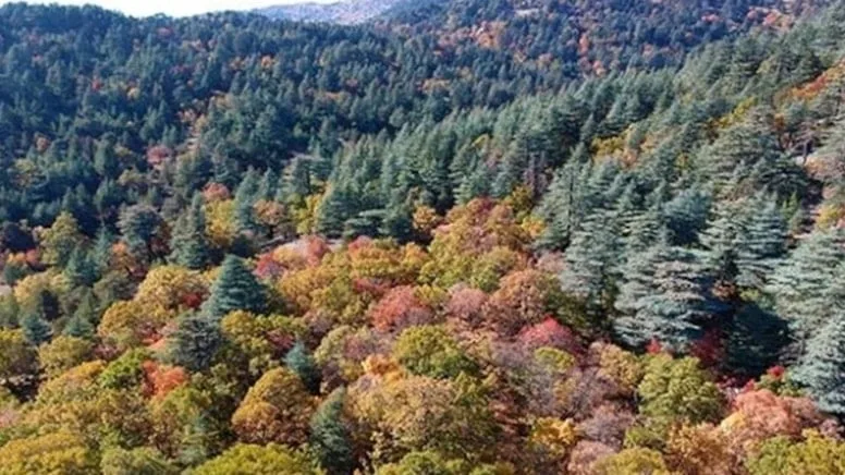 Dünyada tek olan bu ormanımıza girmenin cezası 557 bin TL