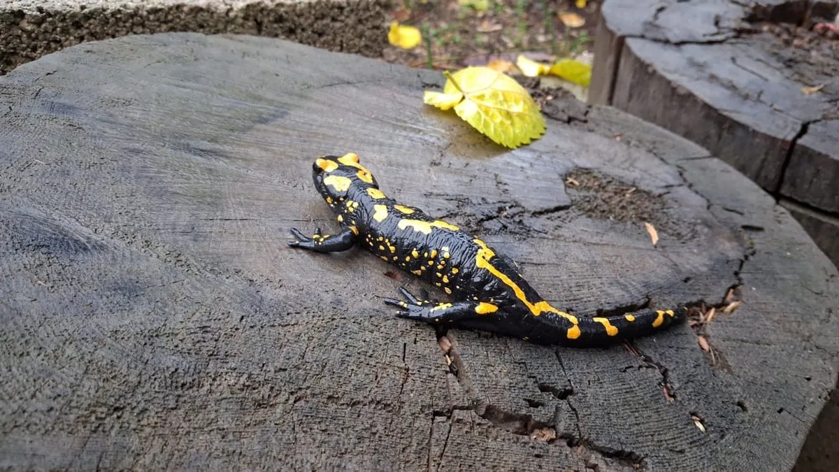 Nesli tükenmek üzere! Adana’da görüntülendi…