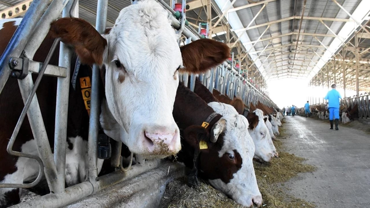 Türkiye’de yılda 500 bin buzağı ölümü oluyor