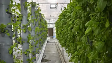 TENMAK, topraksız dikey tarım sayesinde su ve enerji tasarrufu ile 750 bitki yetiştiriyor.