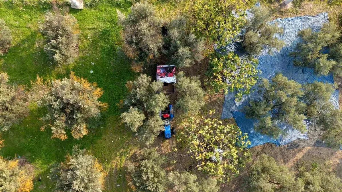 Zeytin hasadı başladı, Marmarabirlik’ten 70 bin tonluk alım ve 50 milyon dolarlık ihracat hedefi
