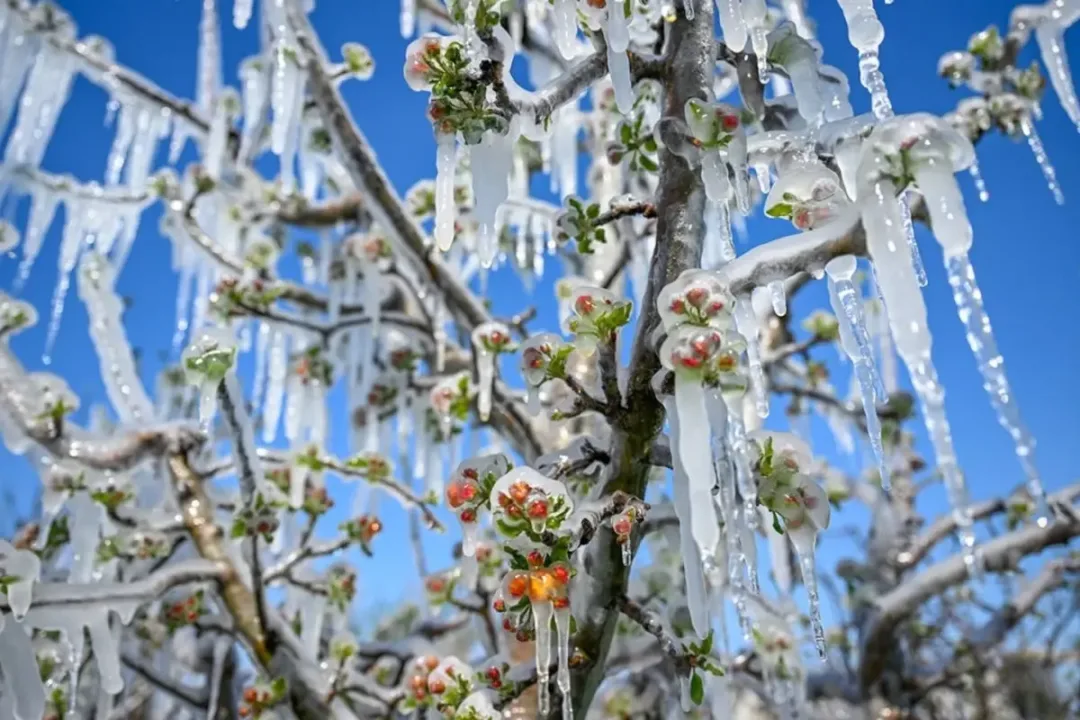 Zirai don nedeniyle çiftçilere toplam 22,9 milyar TL destek