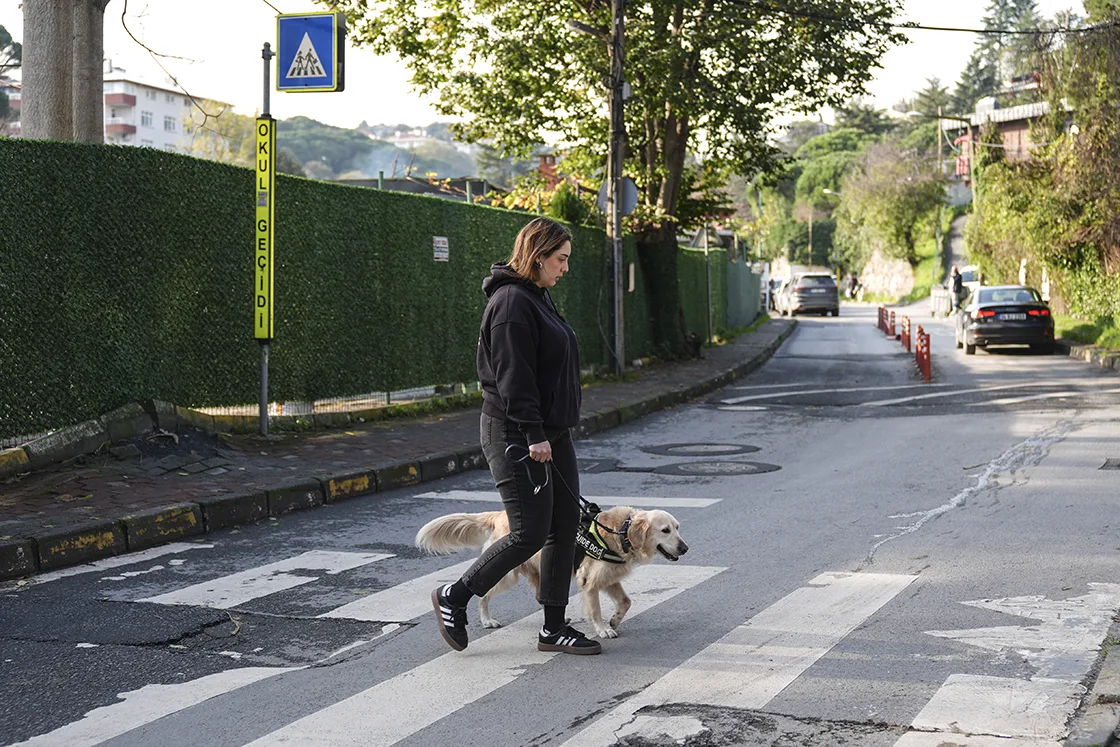 Rehber köpekler 2 yıllık eğitimle görme engellilerin yol arkadaşı oluyor