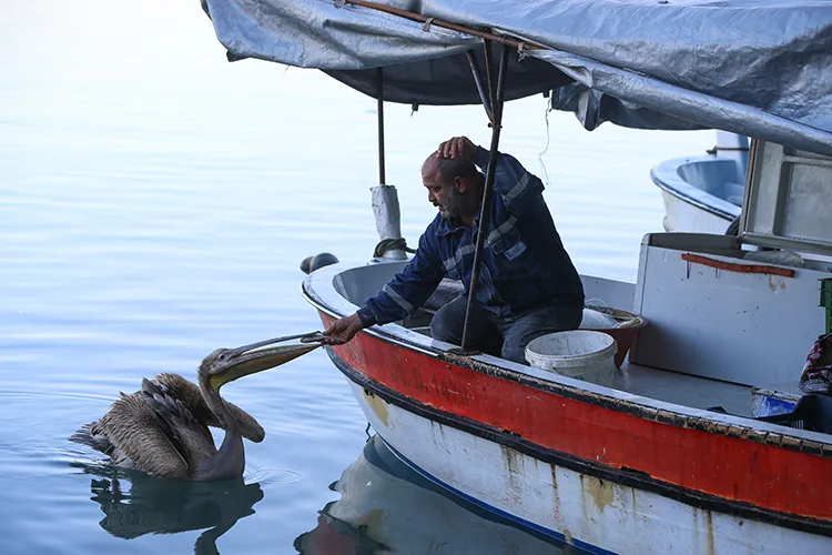 Pelikan “Suzi” balıkçı barınağının müdavimi oldu