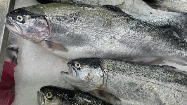 Türk somonu ihracatında hedef milyar dolar