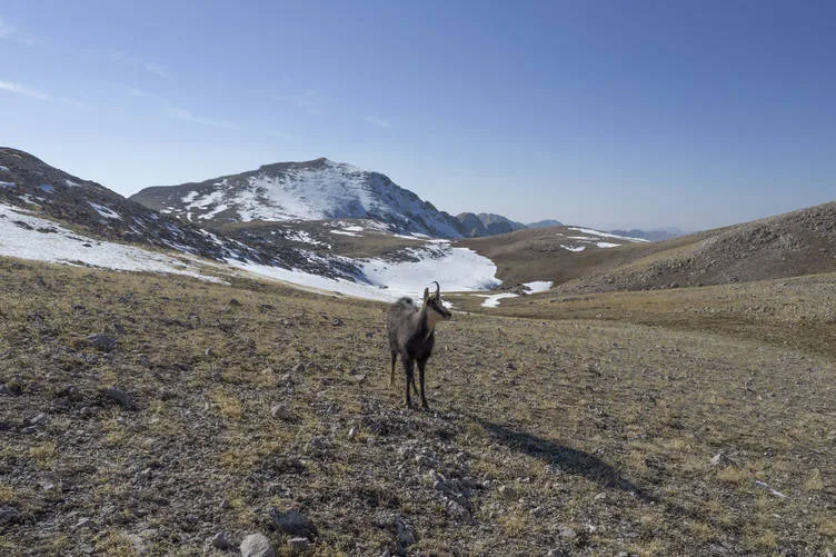 Tunceli doruklarında dağcıları ender görülen çengel boynuzlu dağ keçileri karşılıyor