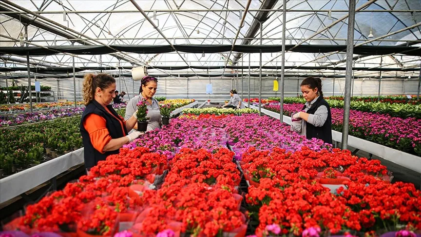 Yılbaşı öncesinde çiçekçilerde hareketlilik yaşanıyor