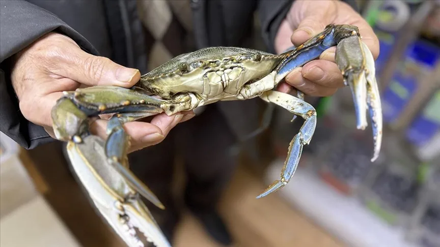Sinop’ta balıkçıların ağına mavi yengeç takıldı