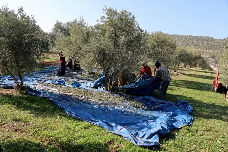 Muhtarın devlet desteğiyle kurduğu zeytinyağı üretim tesisi mahallelinin geçim kaynağı oldu