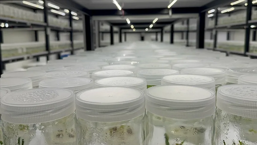 Isparta’daki akademisyenler ak zambağın üretim süresinin kısalması için çalışma yapıyor