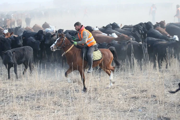 “Ağrı Dağı’nın kovboyları” eğittikleri yılkı atlarıyla sürüleri kontrol ediyor