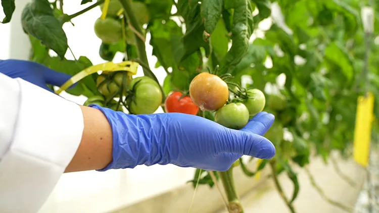 TENMAK, yiyeceklerin raf ömrünü uzatan gıda teknolojisi geliştiriyor