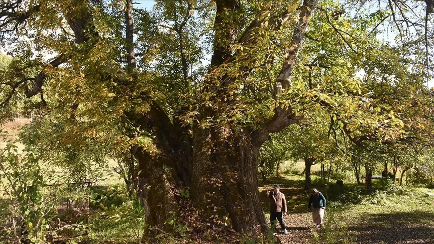 Türkiye’de doğal miras kabul edilen 10 bin 503 anıt ağaç koruma altında