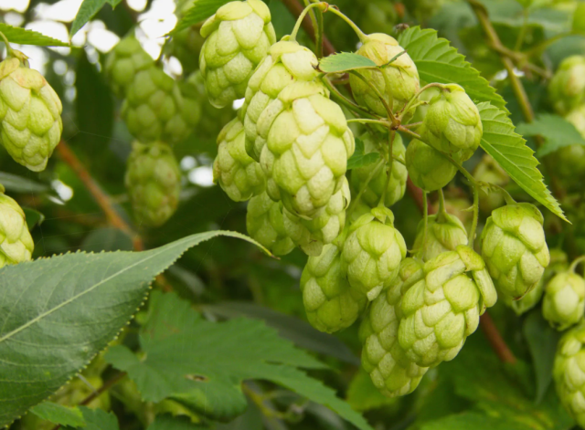 Türk çiftçisi çöpe atıyor, Avrupa’da kilosu 35 bin TL’den satılıyor