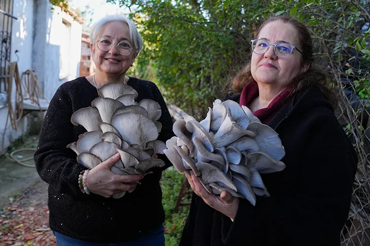Kurslarla başlayan mantar yetiştiriciliği Güzelbahçe’de üretim modeline dönüştü