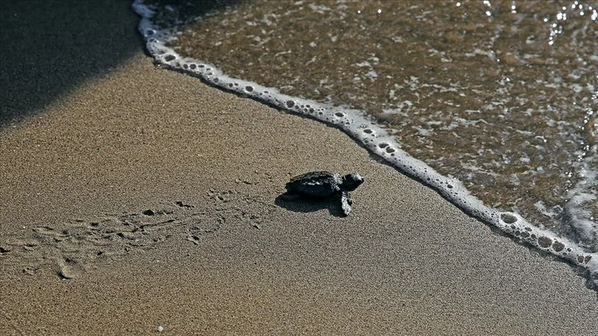 Türkiye’de bu yıl 106 bin 348 yavru kaplumbağa denize kavuştu
