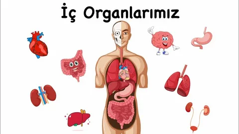 Organlarınızın Yaşı Biyolojik Yaşınızla Aynı mı?