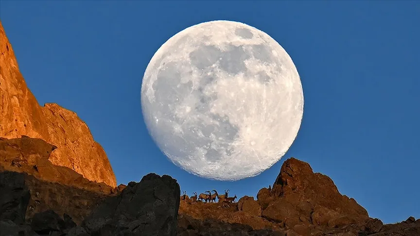 Van’da dağın zirvesindeki yaban keçileri dolunayla birlikte görüntülendi