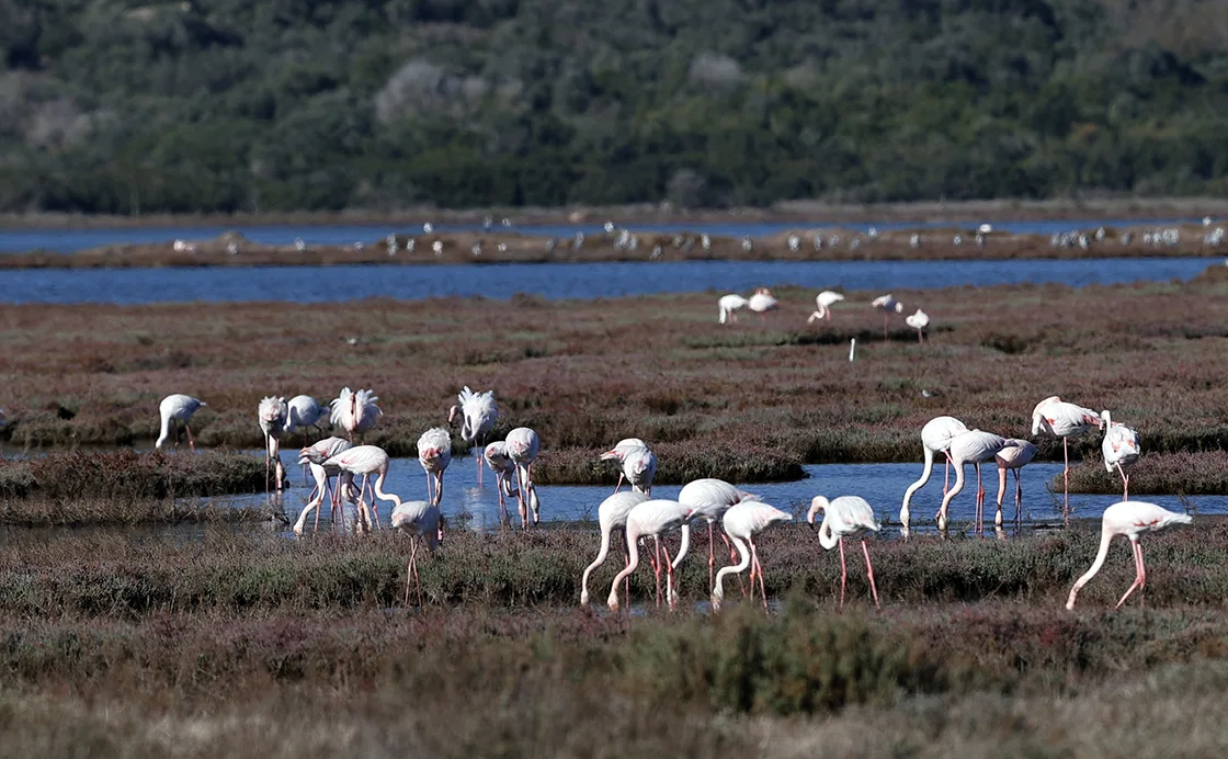 Milas’taki Tuzla Sulak Alanı’nda göçmen kuş yoğunluğu yaşanıyor