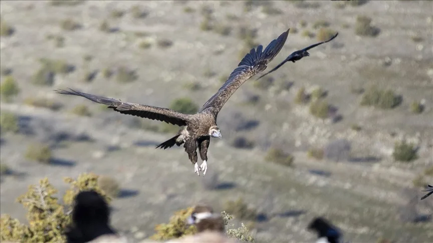 Akbabaların izi Bolu’daki istasyonda sürülüyor