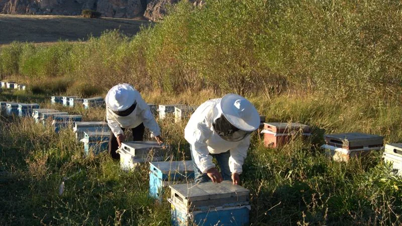Arıcılık için mesleki standart geliyor