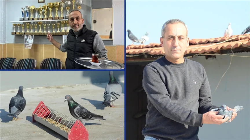 “Kuşçu çaycı”nın posta güvercinleri 5 yılda 25 kupa kazandırdı