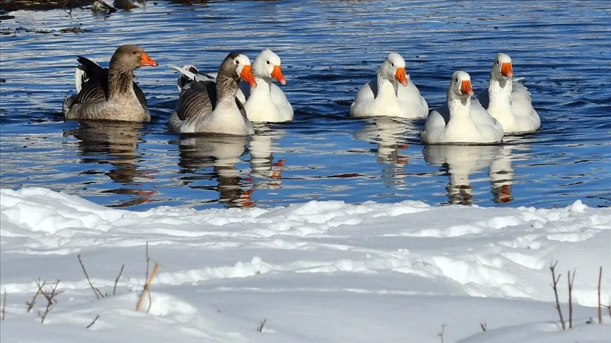 Kars’ta kazlar buz tutmayan derelerde yüzdü
