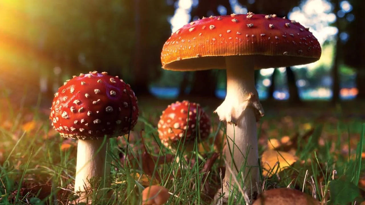 Mantarlar bilinçli olabilir mi?