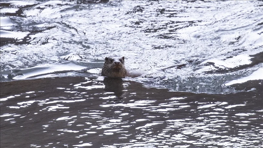 Tunceli’de nesli tehlike altındaki su samuru görüntülendi