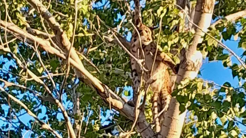 Çok nadide bir tür.. Anadolu parsı o şehrimizde görüldü
