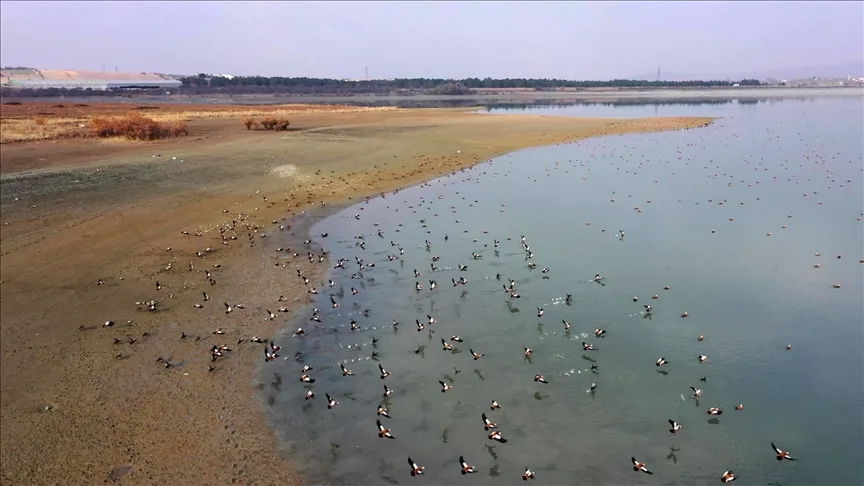 Elazığ’daki Cip Baraj Gölü farklı türde binlerce göçmen kuşu ağırlıyor