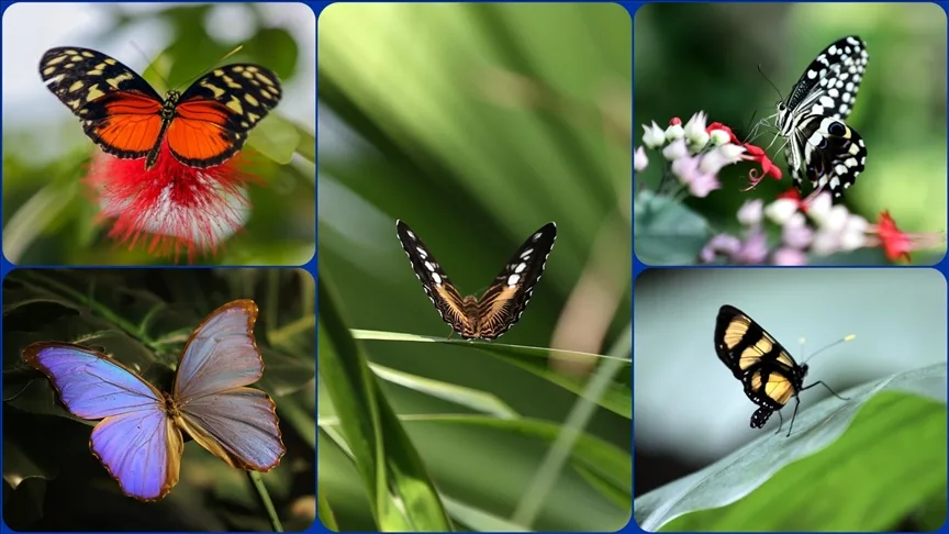 Şebiarus ziyaretçileri kelebeklerin tropikal dünyasını da keşfedecek