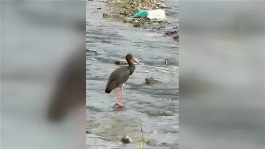 Türkiye’de nadir görülen kuş türlerinden kara leylek Karabük’te görüntülendi