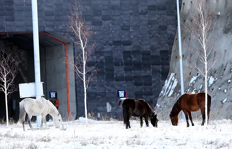 Ardahan’da Aşık Şenlik Tüneli’nde yılkı atları görüntülendi