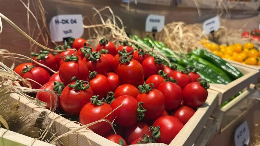 Türkiye’den yurt dışına sebzede en çok domates, salatalık ve biber tohumu gönderiliyor