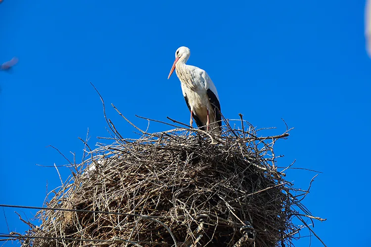 Küresel ısınma Iğdır’daki leyleklerin göç alışkanlığını değiştirdi