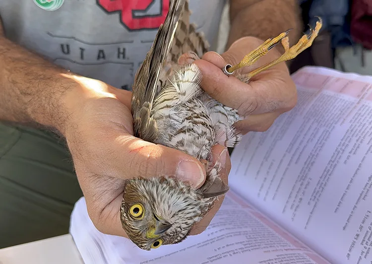 Aras Kuş Cenneti’nde 2025’te 11 bin 298 kuş halkalandı
