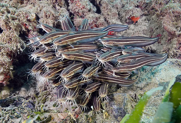 Doğu Akdeniz’in derinliklerine inen dalgıçlar canlıların renkli dünyasını görüntüledi