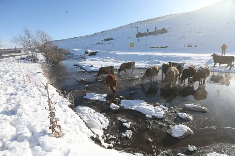 Kışın donmayan ve göz kamaştıran menderesler hayvancılığa katkı sağlıyor
