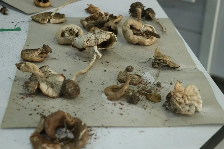 Ganos Dağı’na ait mantar çeşitlerinin envanteri çıkarılıyor