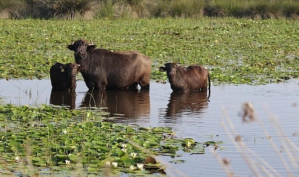 Samsun Kızılırmak Deltası’nda Manda Sütü “Mandadan Markaya Projesi”